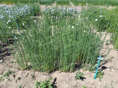 Click for 1 image(s) for this accession.